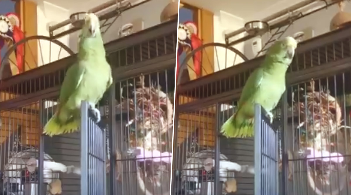 pics Parrot Baby Shark african grey parrot rocco was caught