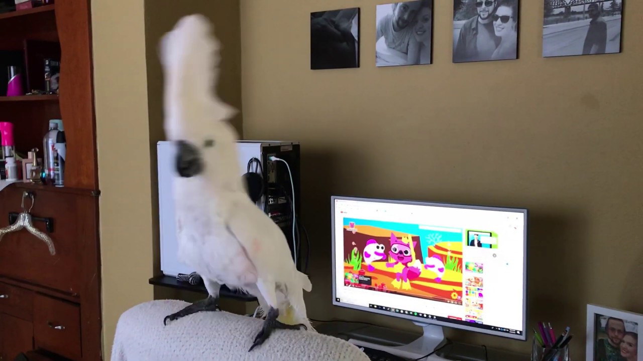 pics Parrot Baby Shark parrot sings baby shark and dances to