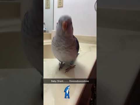 pix Parrot Baby Shark full baby shark cockatoo edition