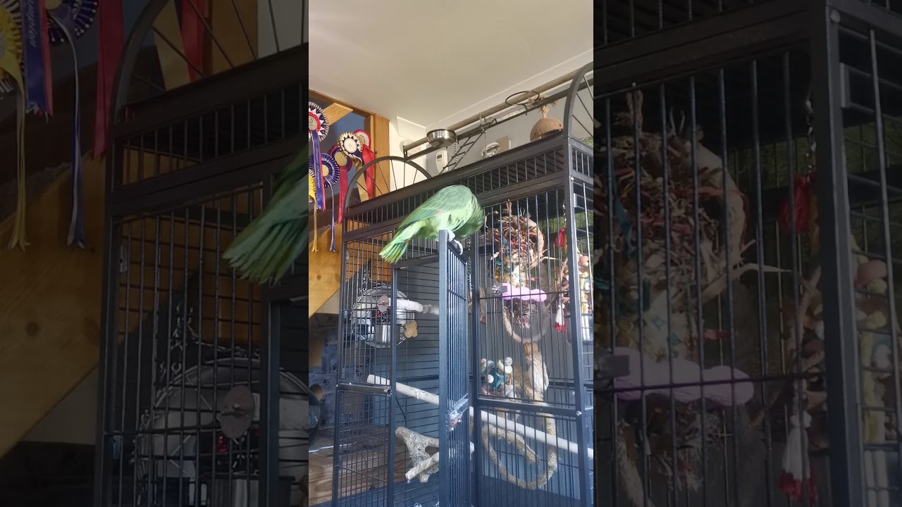 pics Parrot Baby Shark playful parrot sings baby shark tune