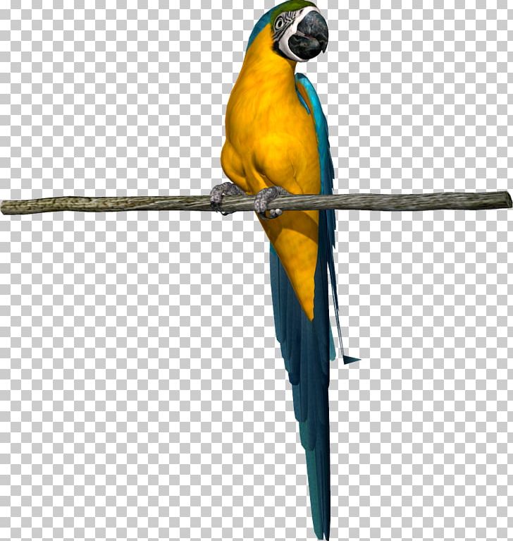 pic Parrot Baby Shark playful parrot sings baby shark tune perched upon his cage