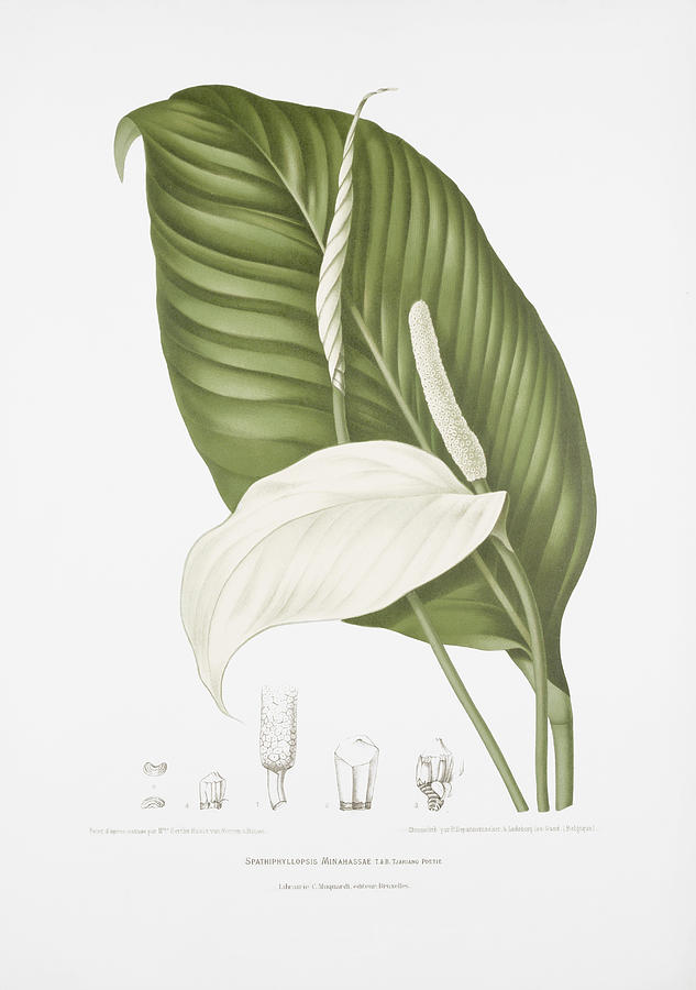 pic Peace Lily Botanical Illustration dreamstime com