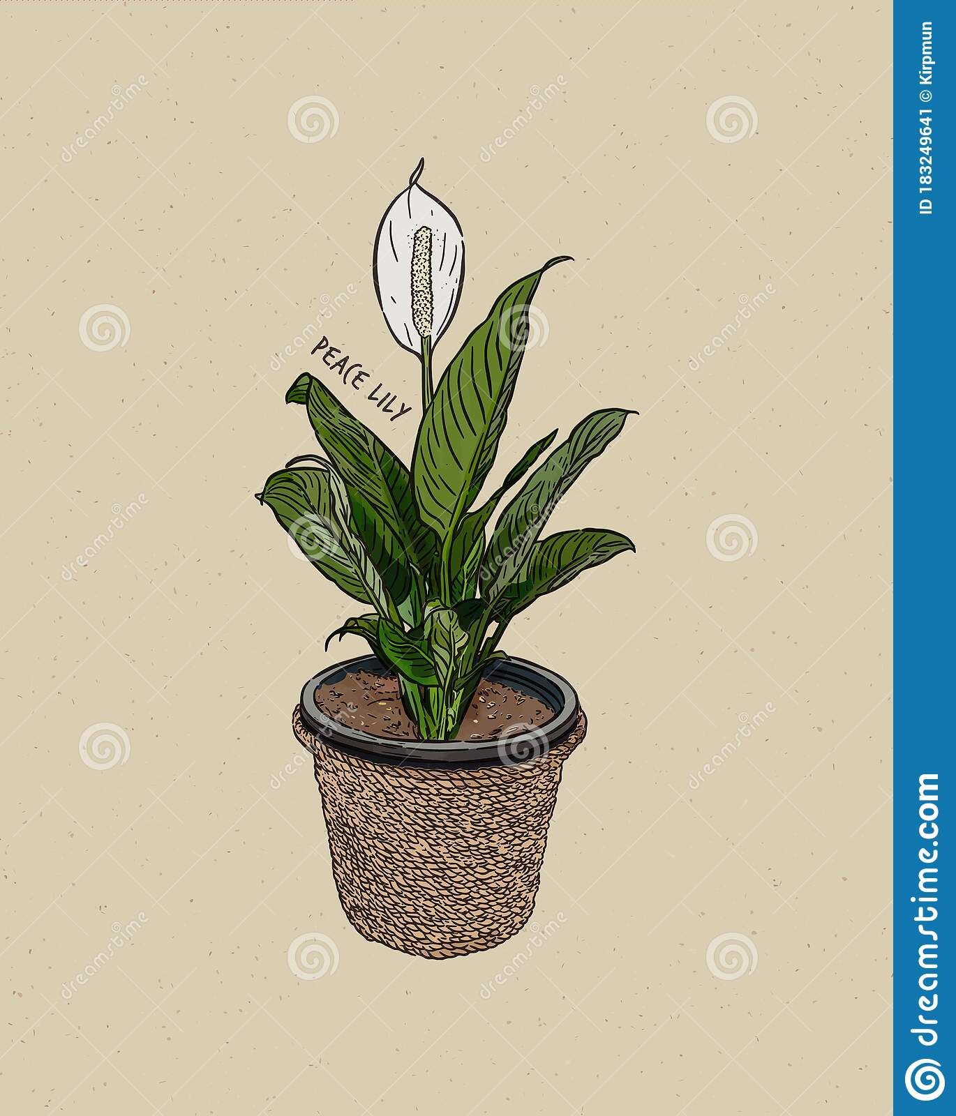pix Peace Lily Botanical Illustration peace lily peace lily flower flower
