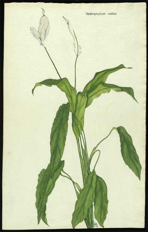 photo Peace Lily Botanical Illustration botanical flowers