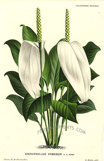 wallpapers Peace Lily Botanical Illustration spathiphyllum wallisii botanical
