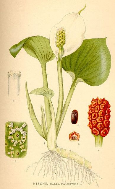 pic Peace Lily Botanical Illustration vintage botanical illustrations peace lily by moira risen