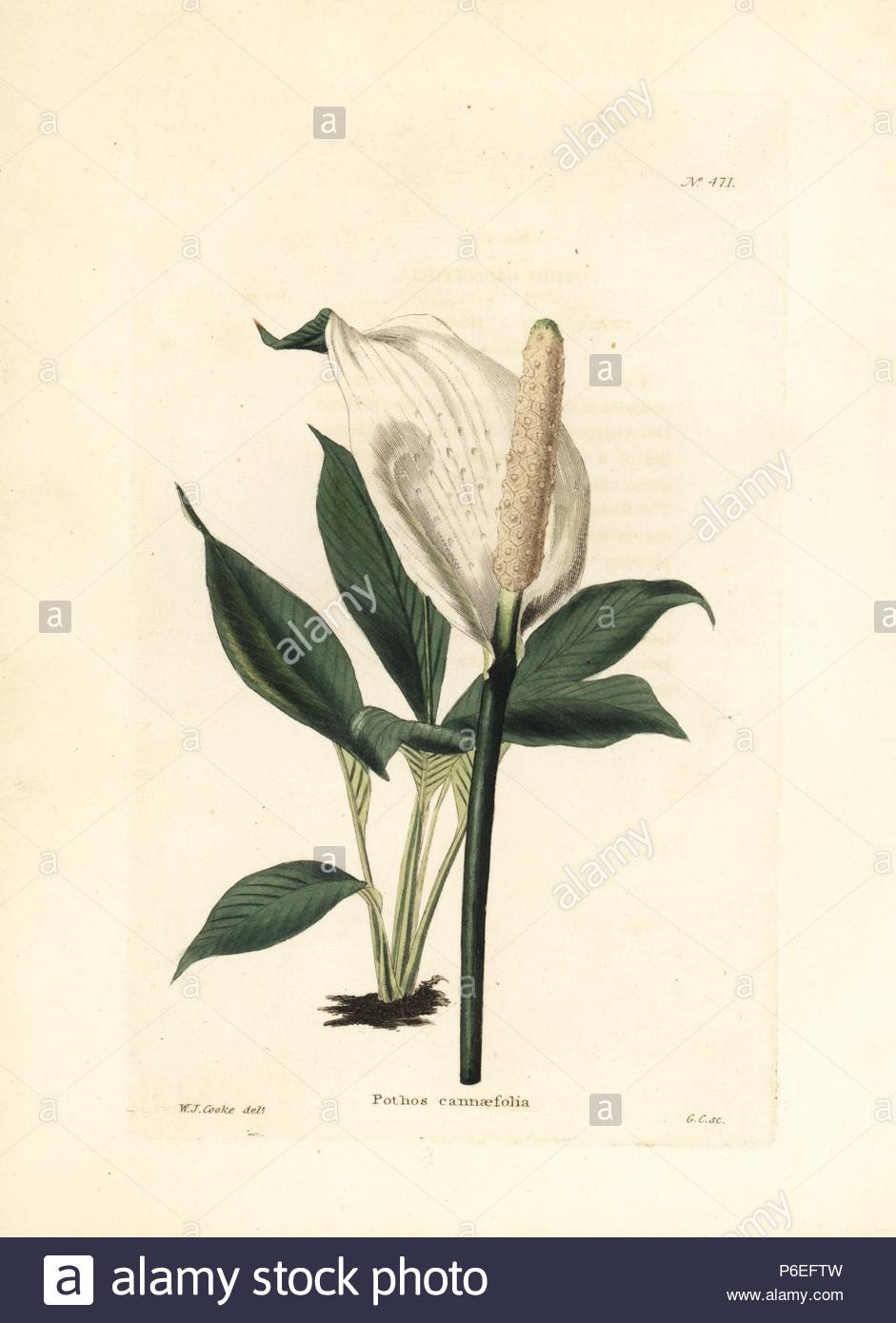 picture Peace Lily Botanical Illustration spathiphyllum peace lily 2 october kathryn chorney