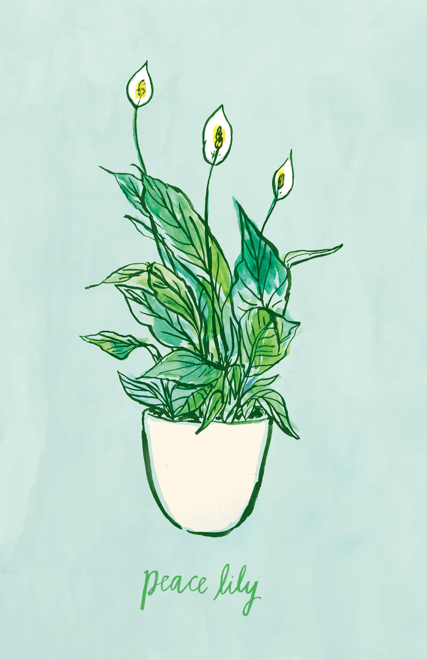 images Peace Lily Botanical Illustration spathiphyllum mauna loa peace lily