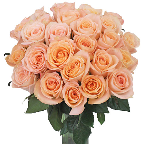pics Peach Rose Flower Images pretty peach rose by p s