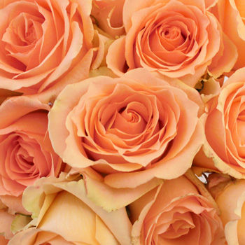 wallpapers Peach Rose Flower Images versilia peach rose fiftyflowers com
