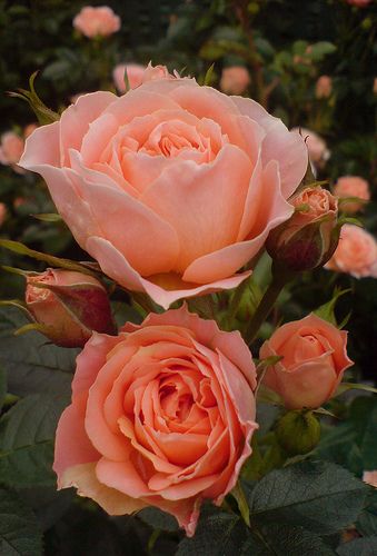 pics Peach Rose Flower Images upstate flower market