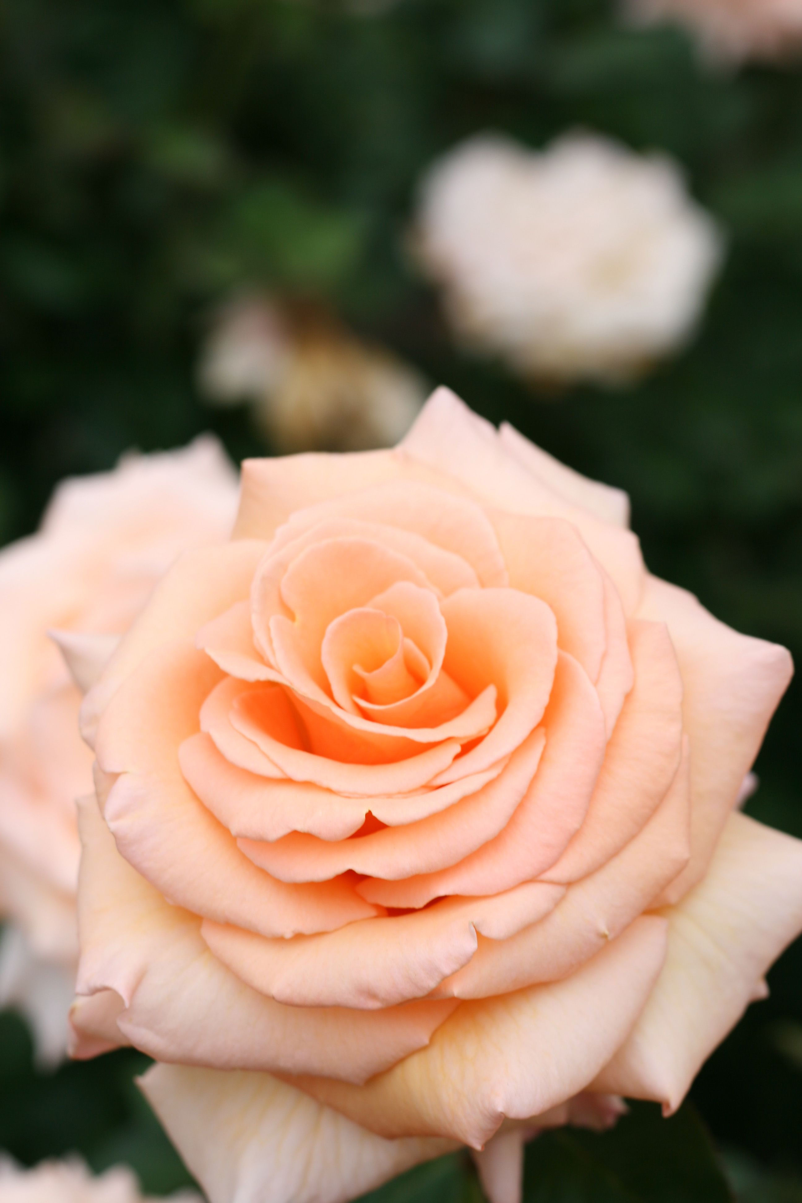 wallpapers Peach Rose Flower Images usd