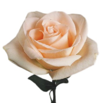 wallpapers Peach Rose Flower Images peachy kisses