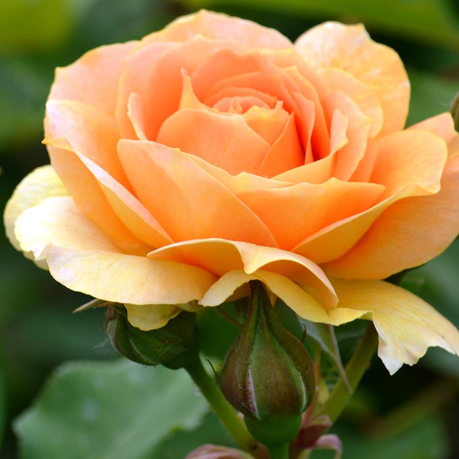 photo Peach Rose Flower Images 21 special rose color meanings rose