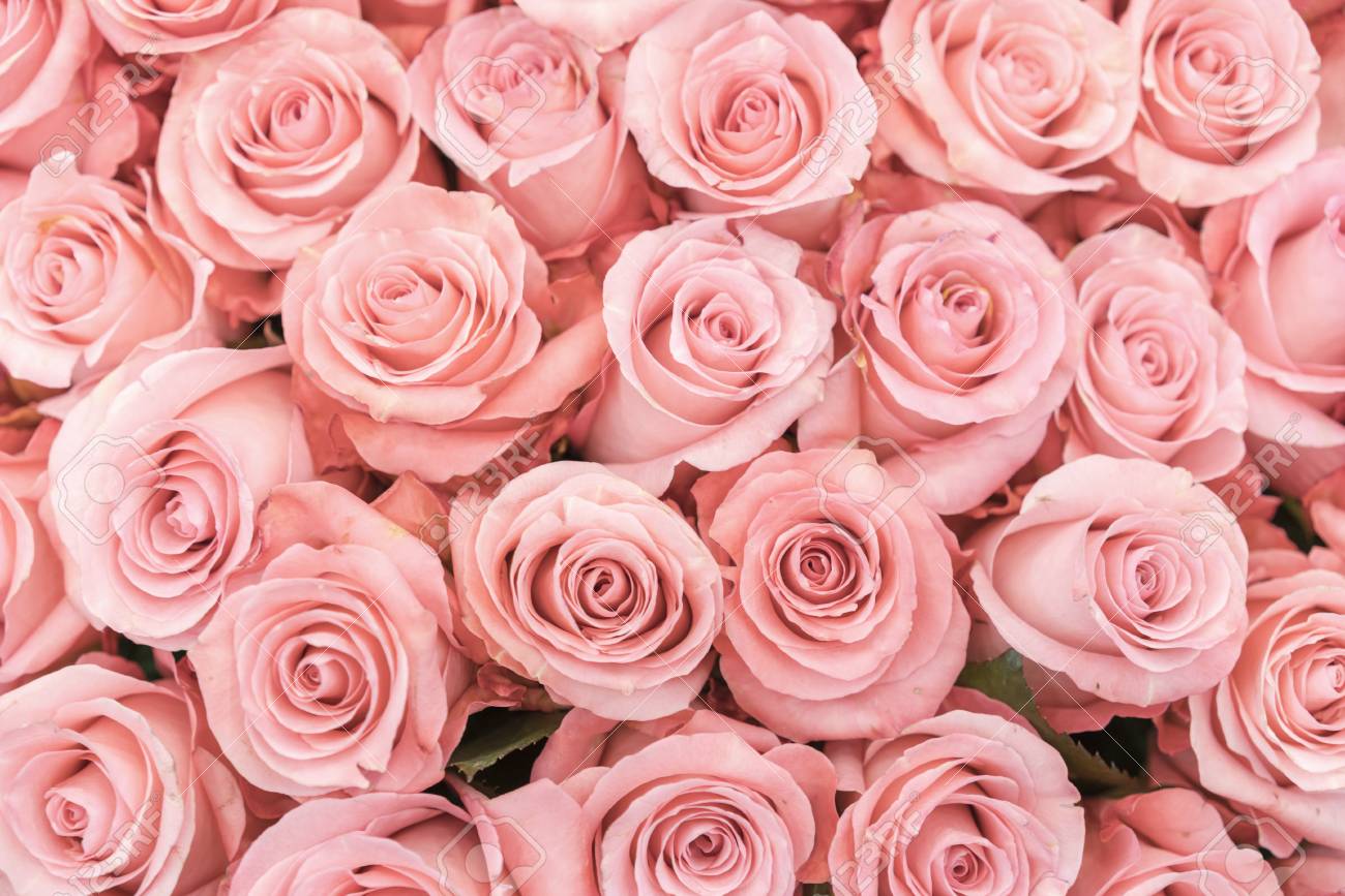 images Peach Rose Flower Images peach rose peach roses flowers