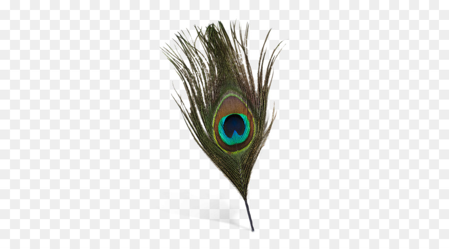 picture Peacock Pankh Png peacock feather png transparent for