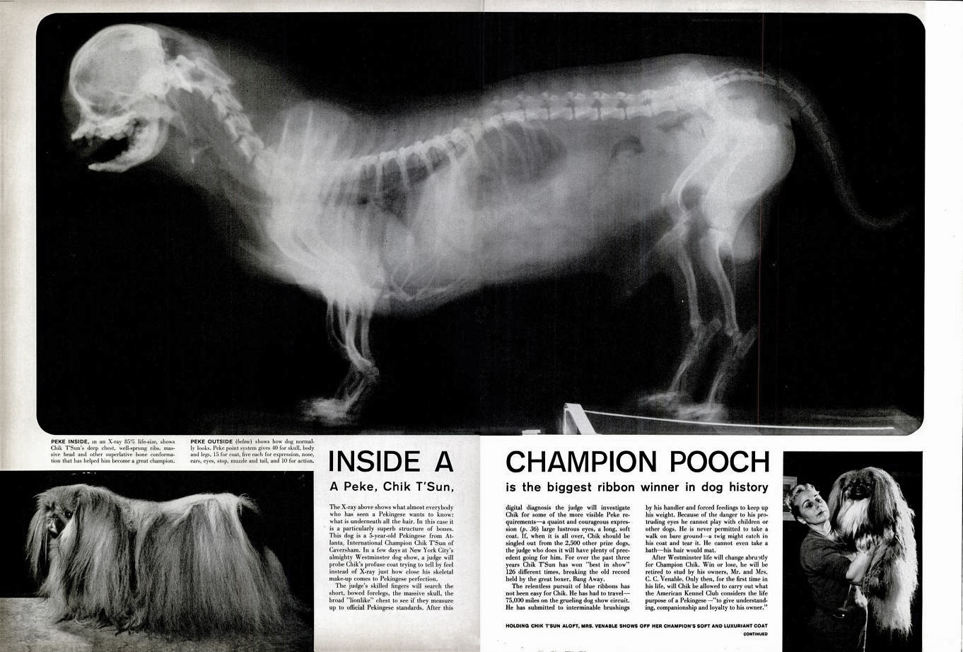 photo Pekingese Skeleton pekingese study guide
