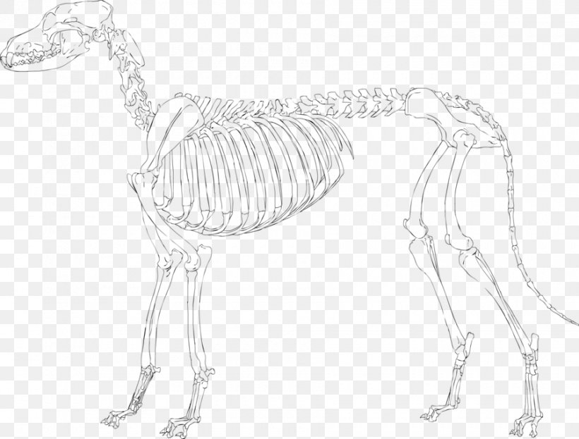 pic Pekingese Skeleton dogs skulls show astounding variety in