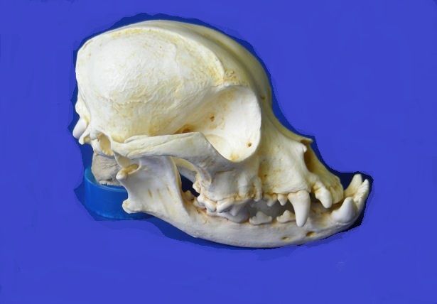 pic Pekingese Skeleton dog skull dog skeleton pekingese dogs