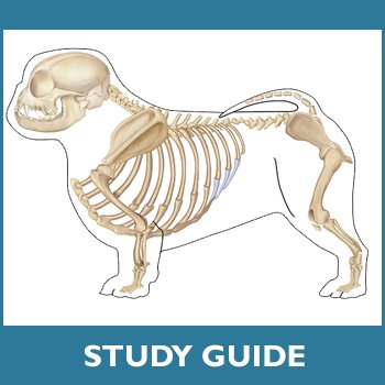 images Pekingese Skeleton the peke doesn t stand a chance