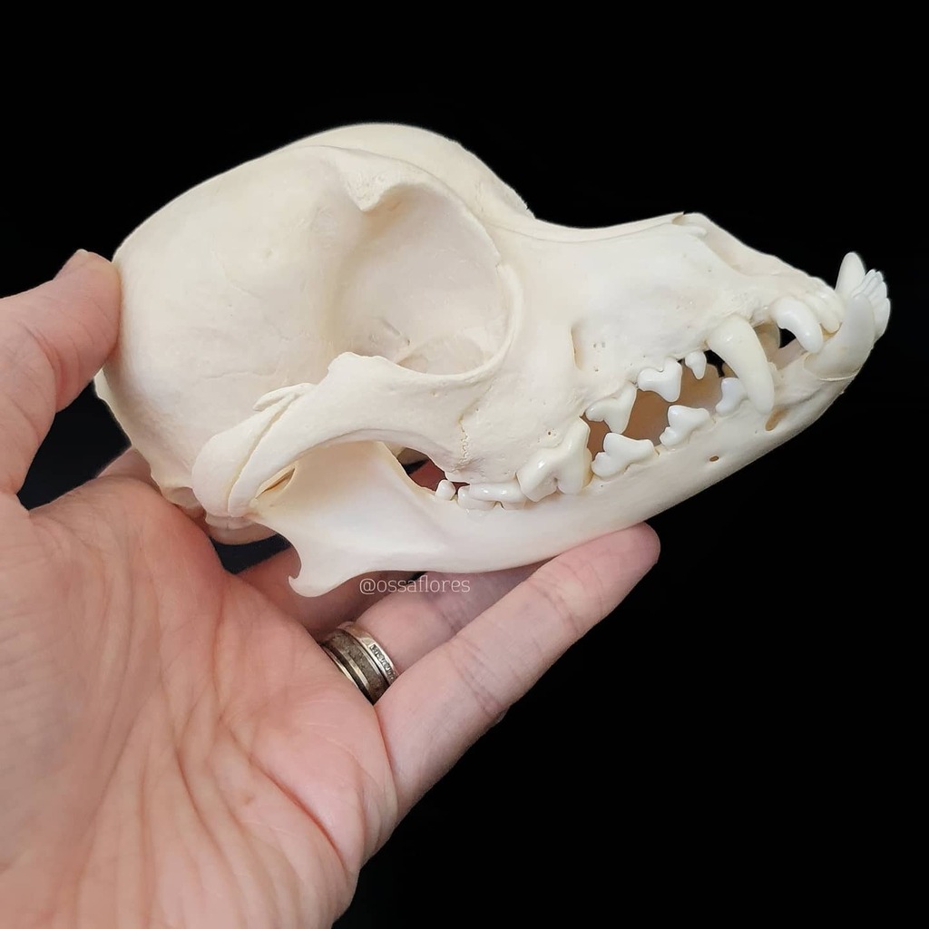 pics Pekingese Skeleton domestic english bulldog skull