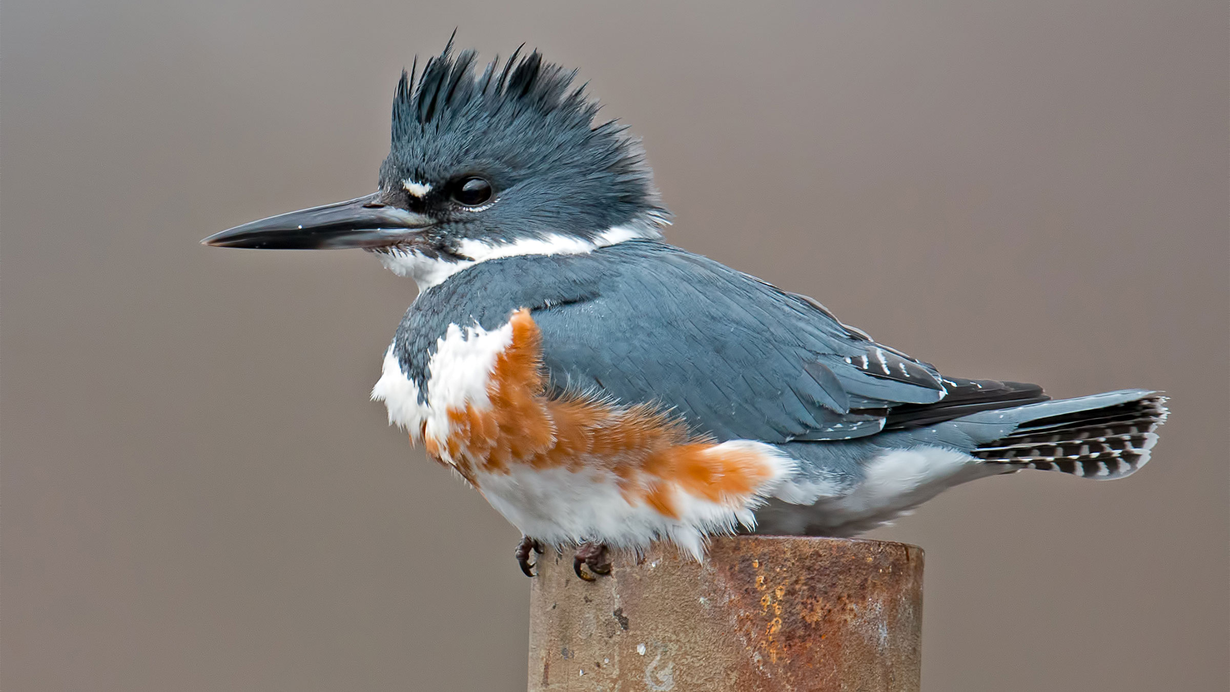 pix Picture Of A Belted Kingfisher belted kingfisher ebird