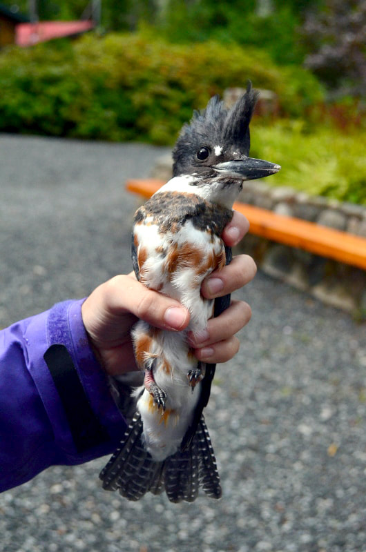pics Picture Of A Belted Kingfisher belted kingfisher wikipedia
