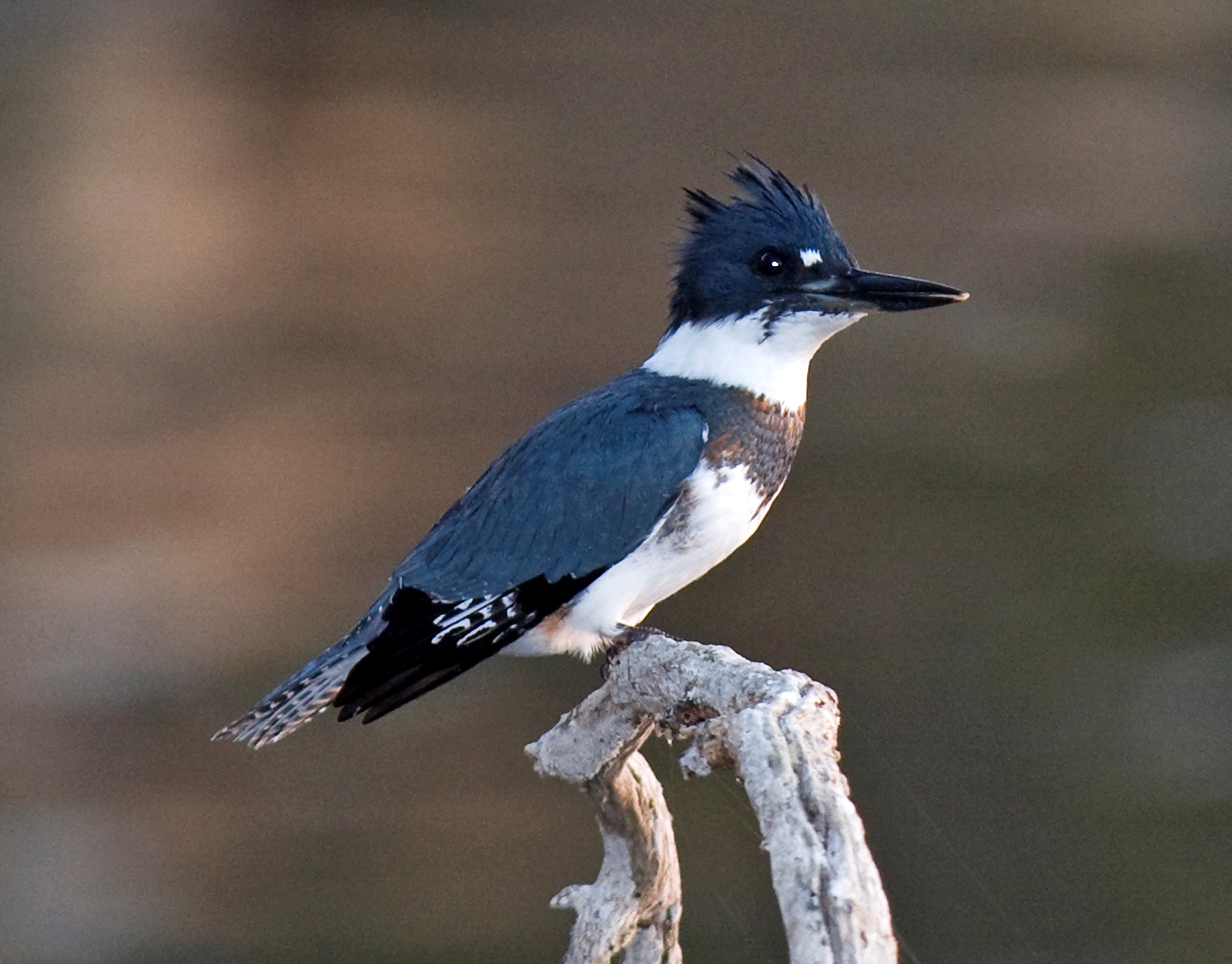 pic Picture Of A Belted Kingfisher south dakota birds and birding