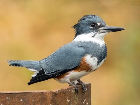 picture Picture Of A Belted Kingfisher noisy guardians of the water ways