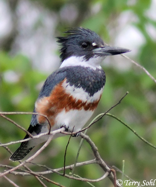 picture Picture Of A Belted Kingfisher bird watch belted kingfisher is a