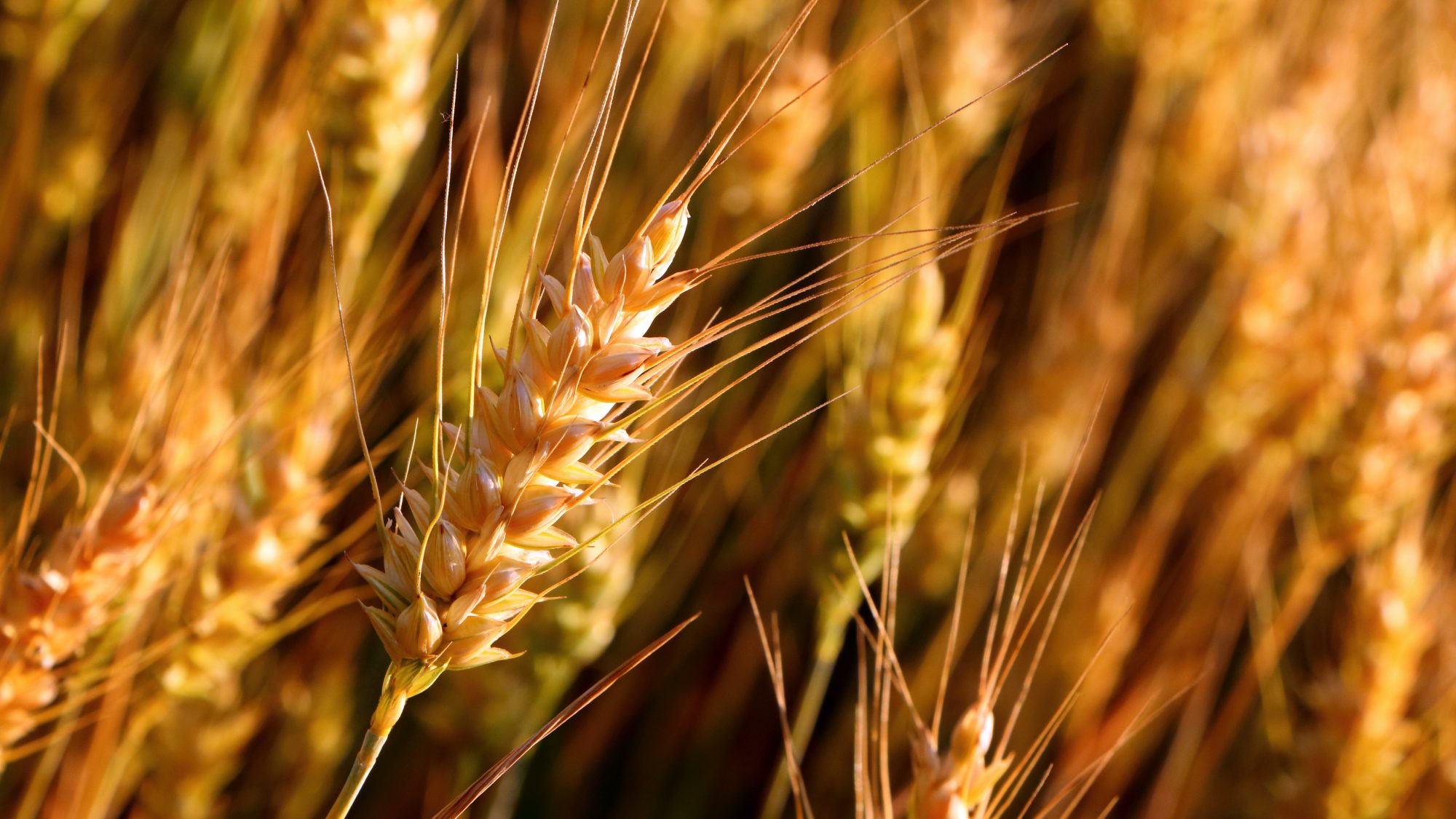 picture Picture Of Wheat Crop india expecting another wheat bumper