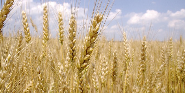 images Picture Of Wheat Crop washington winter wheat crop forecast