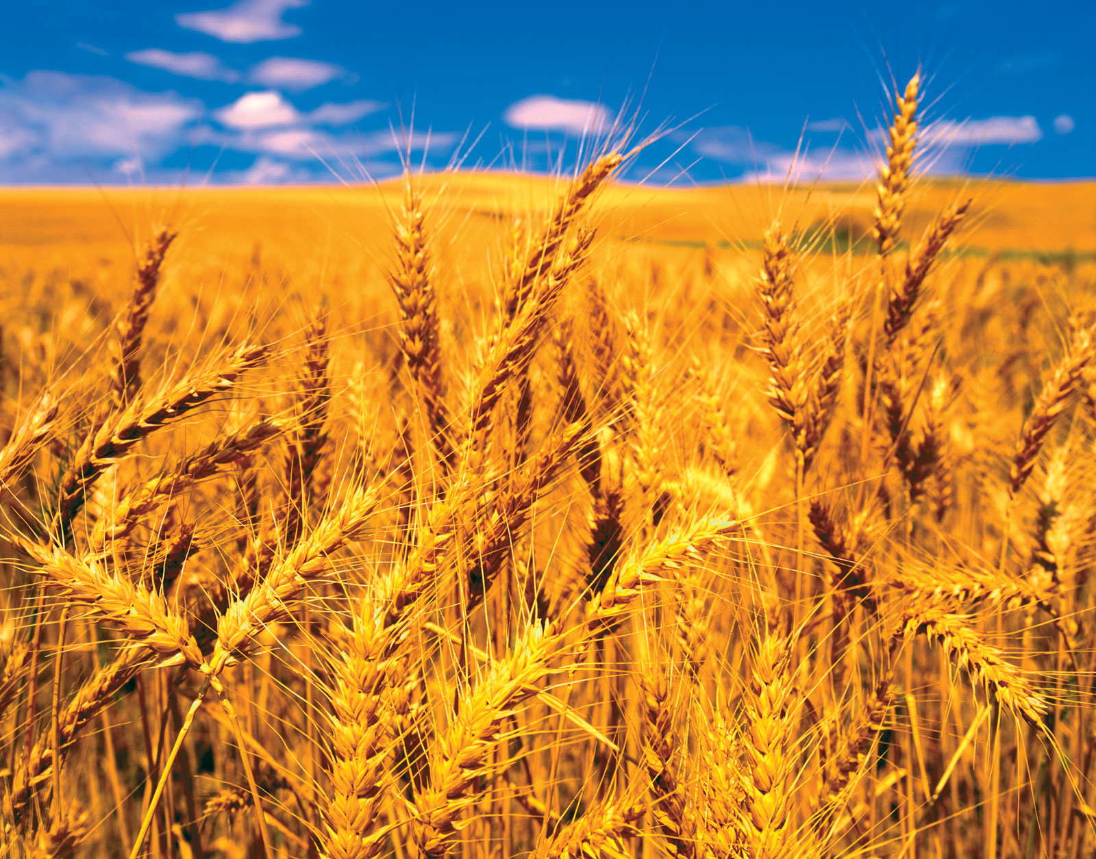 pics Picture Of Wheat Crop 2016 u s wheat crop largest since 2008