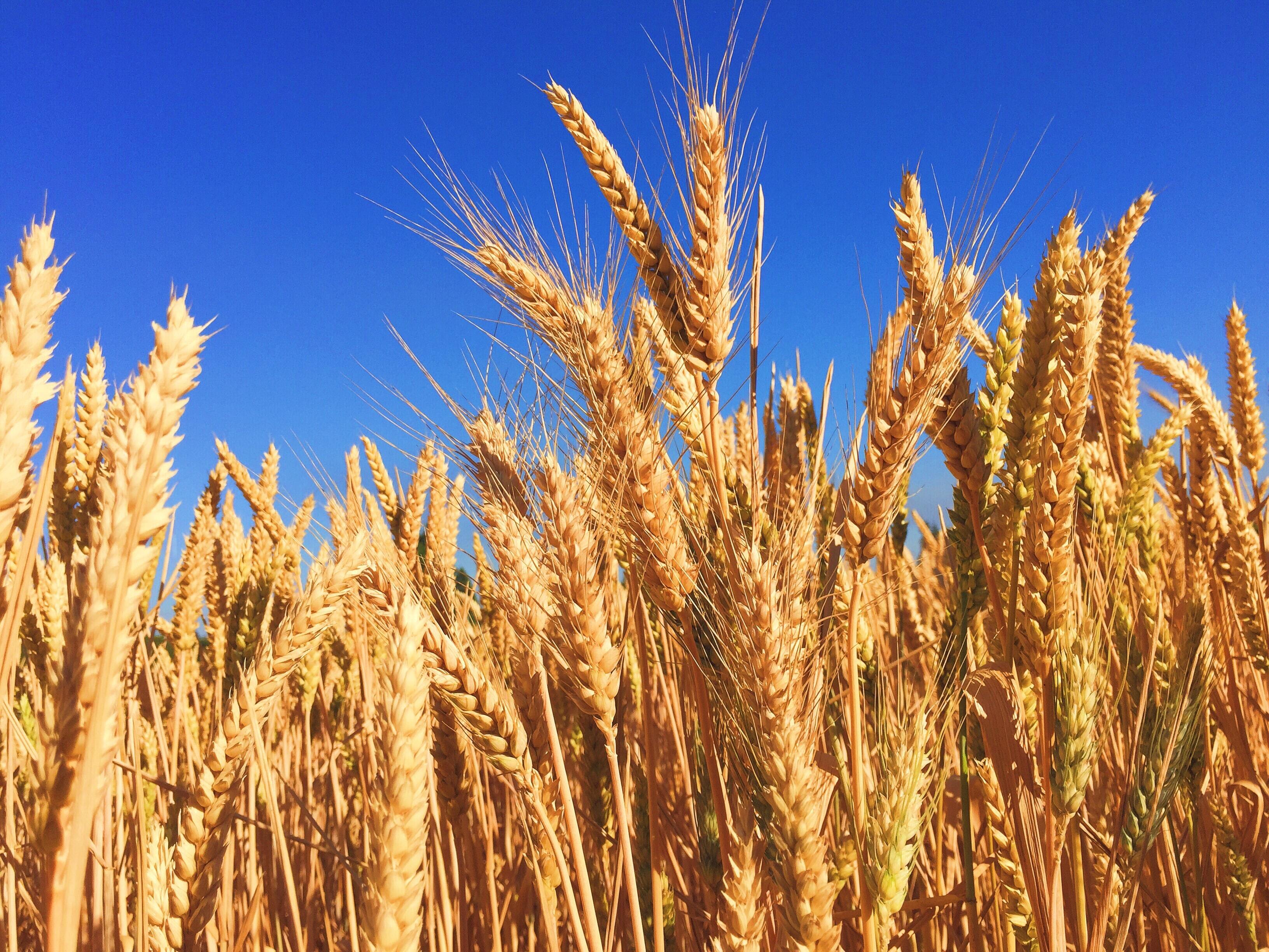 images Picture Of Wheat Crop small wheat crop likely in china the