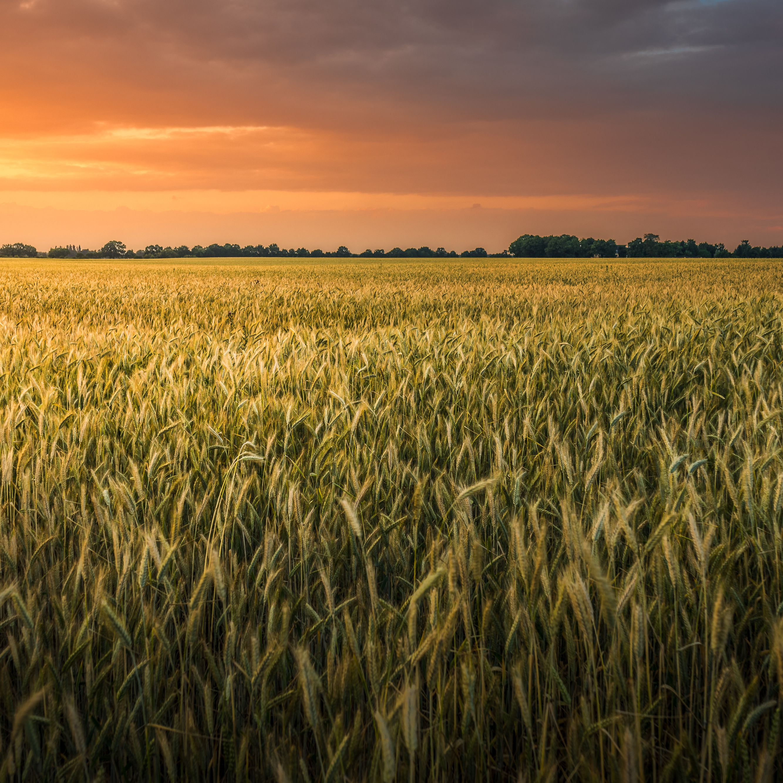 picture Picture Of Wheat Crop case study wheat
