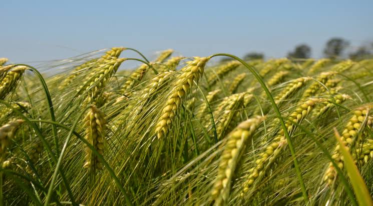 pics Picture Of Wheat Crop wheat cultivation agristudent com