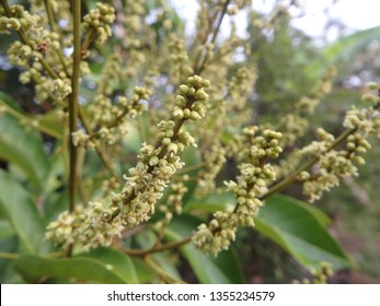 images Rambutan Flower Images https www shutterstock com image photo rambutan flower bouquet 1355234573