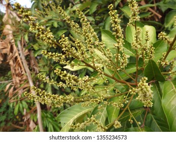picture Rambutan Flower Images rambutan kazuonakazawa2