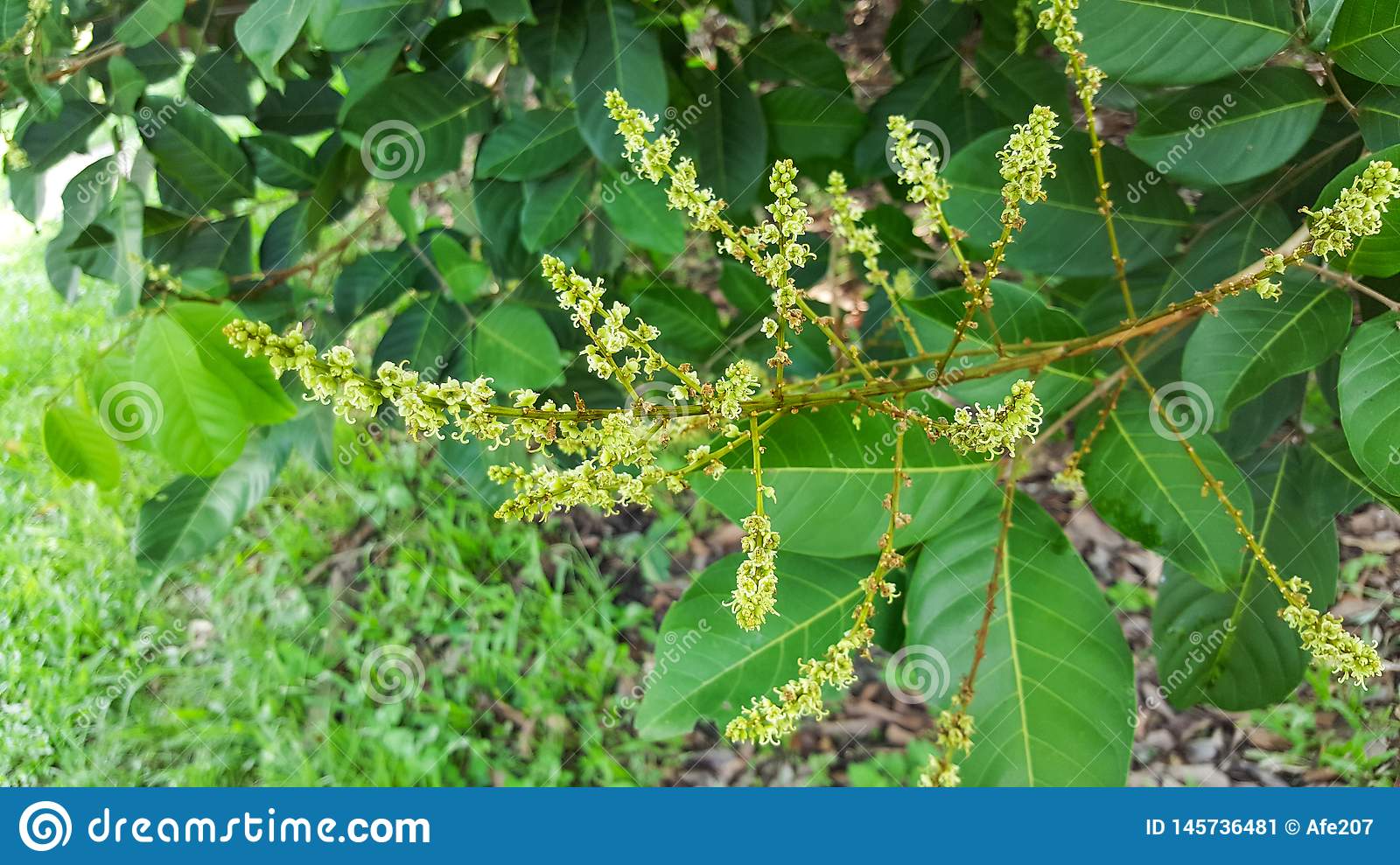 pics Rambutan Flower Images bees collecting honey from rambutan flowers
