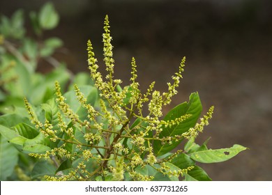 pic Rambutan Flower Images of rambutan nephelium lappaceum l