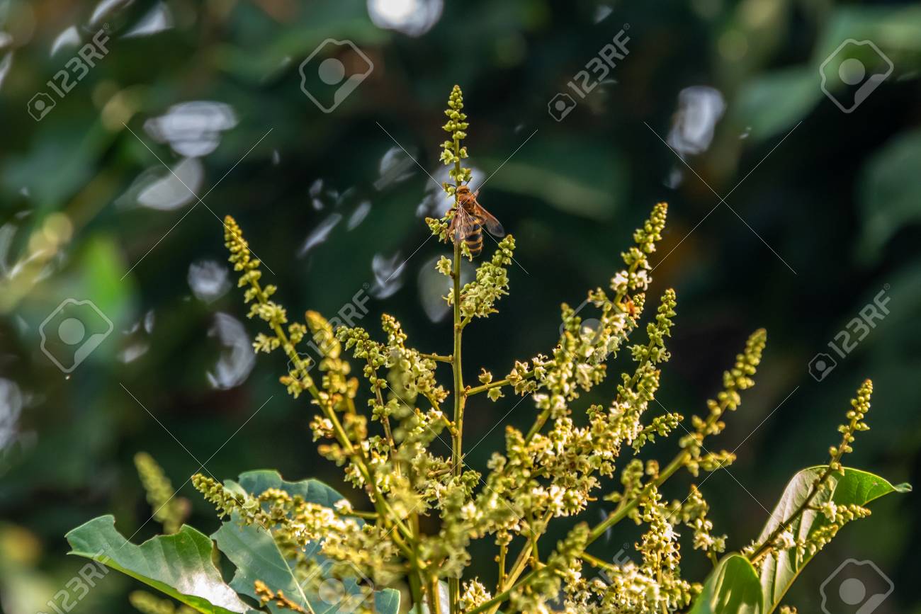 pix Rambutan Flower Images rambutan in blossom dokmai dogma