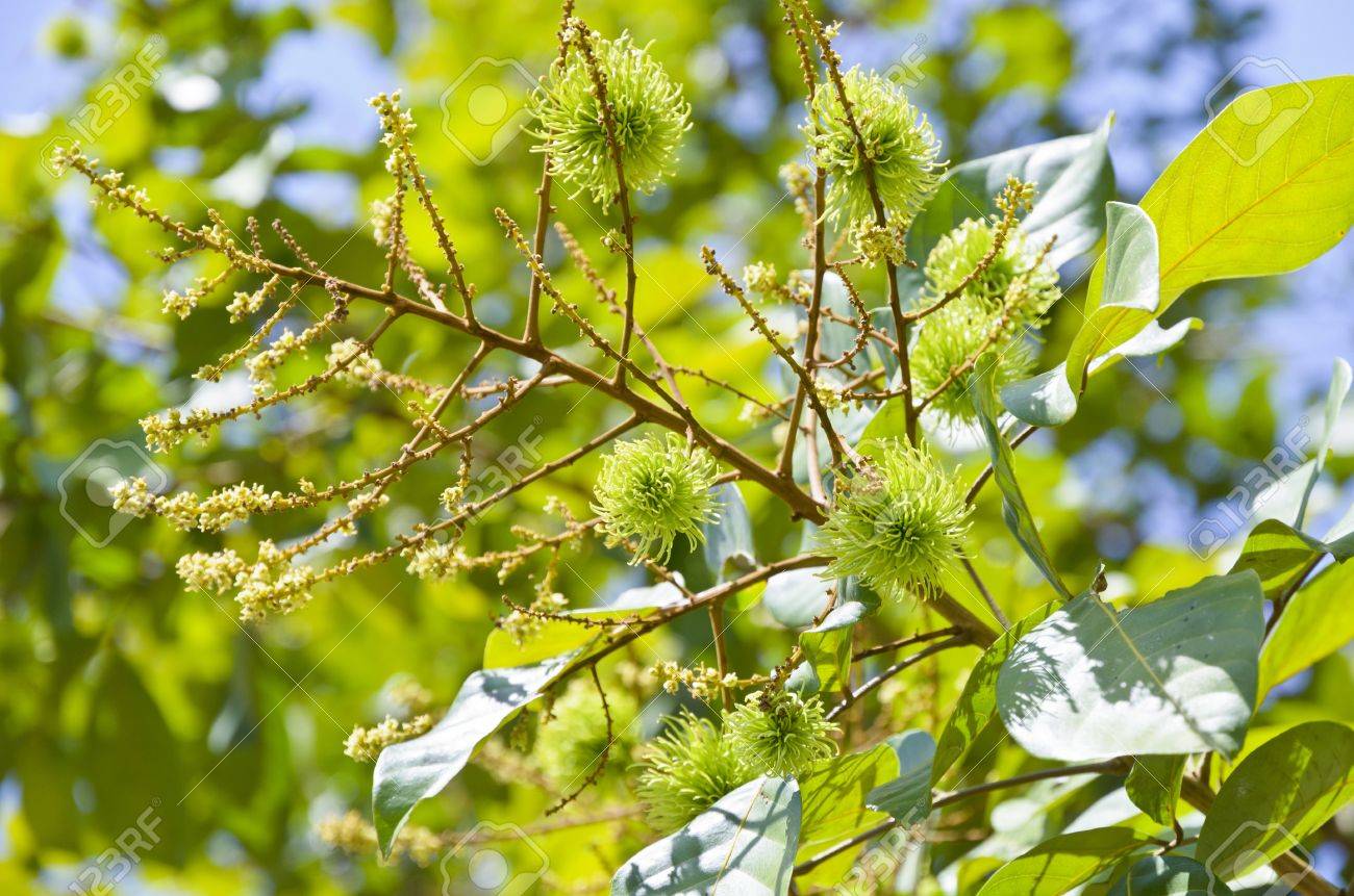 images Rambutan Flower Images honey bee on rambutan flower