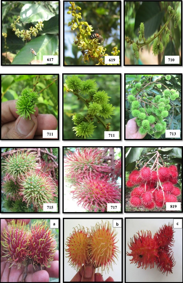 picture Rambutan Flower Images https www dreamstime com close up rambutan flower garden image145736481