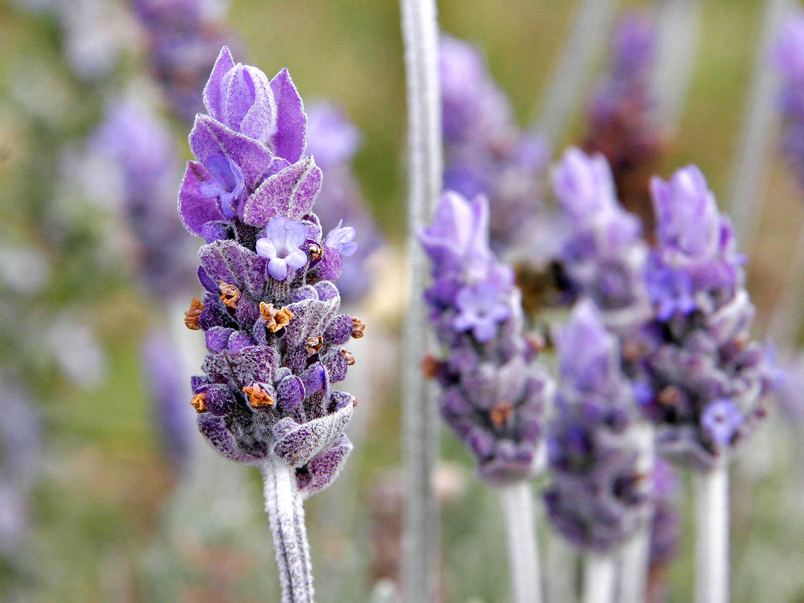 picture Real Lavender Plant how to choose the right lavender