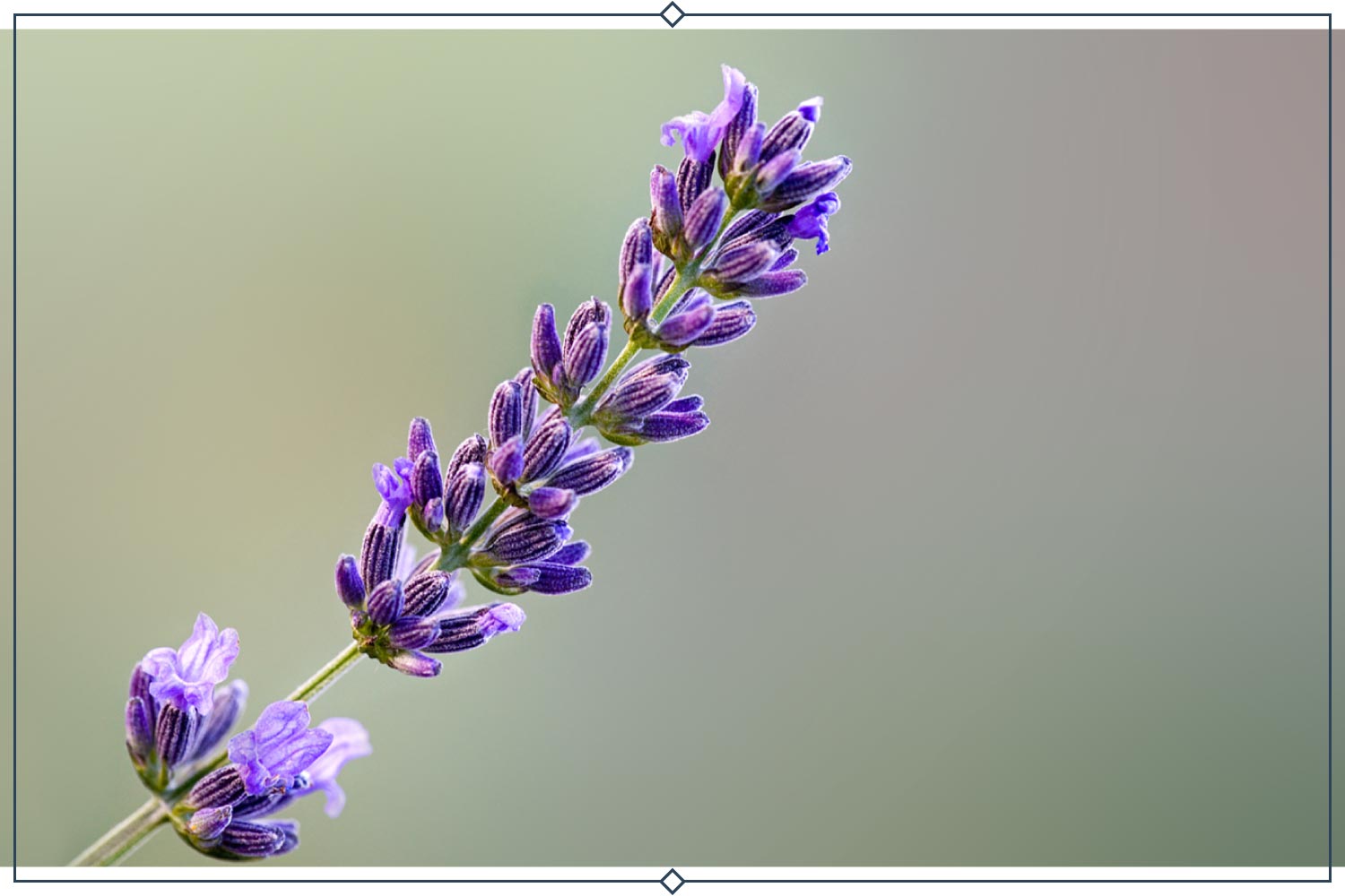 wallpapers Real Lavender Plant do you grow lavender in your garden