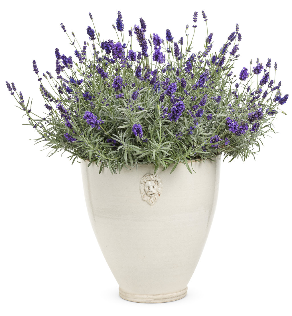 images Real Lavender Plant best lavenders for pots and containers