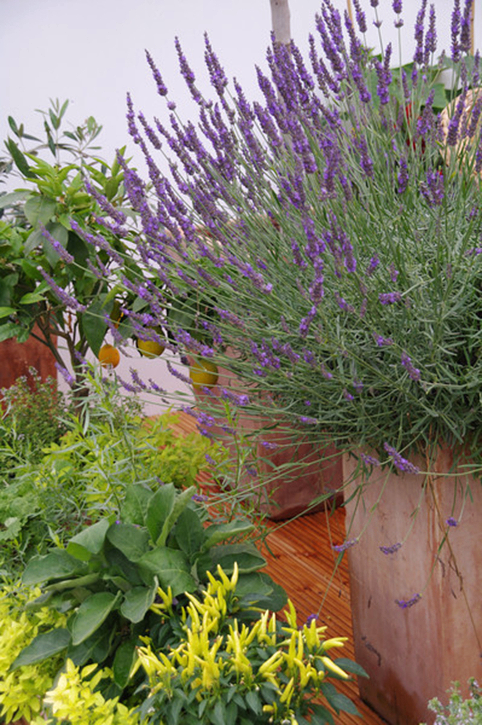 pic Real Lavender Plant prune dry lavender flowers