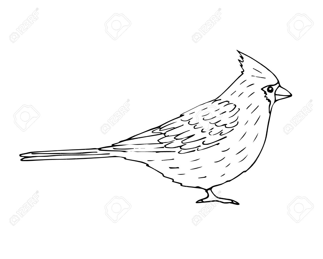 wallpapers Red Bird Outline vector hand drawn sketch outline red cardinal bird isolated on