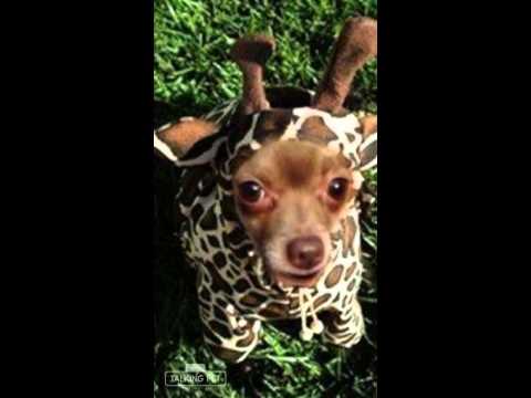 pic Scary Giraffe Chihuahua funniest things lemons anyone