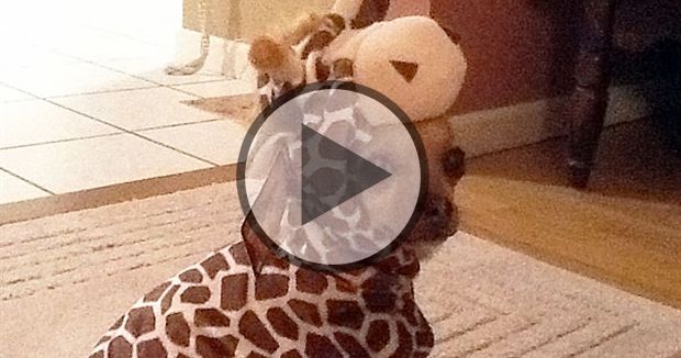 images Scary Giraffe Chihuahua world s ugliest dog of 2016 is a blind